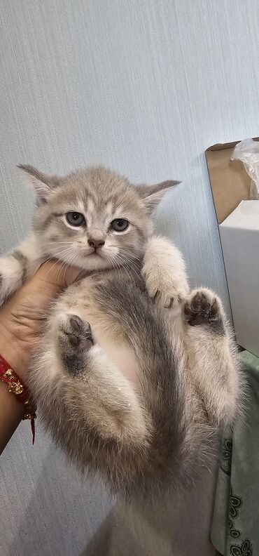 сфинкс кошка цена: Шотладская вислоухая, Самка, В добрые руки, Самовывоз, Платная доставка at lalafo.az сфинкс кошка цена: Шотладская вислоухая, Самка, В добрые руки, Самовывоз, Платная доставка