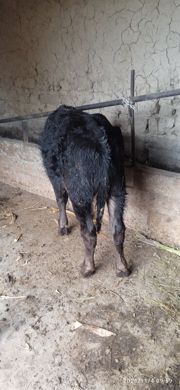 дом для животных: Продаю | Музоо, торпок | На откорм | Привязанные