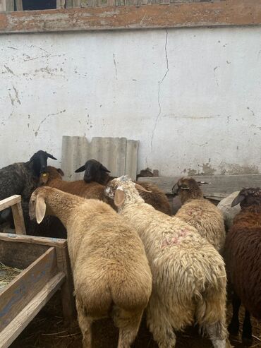 купить гиссарских овец: Продаю | Овца (самка), Ягненок, Баран (самец) | На забой, Для разведения