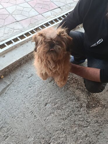 İtlər: Pudel, 8 ay, Erkek, Peyvəndli, Pulsuz çatdırılma — 2