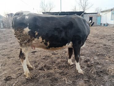 Коровы, быки: Продаю | Корова (самка) | Для молока | После отела — 1