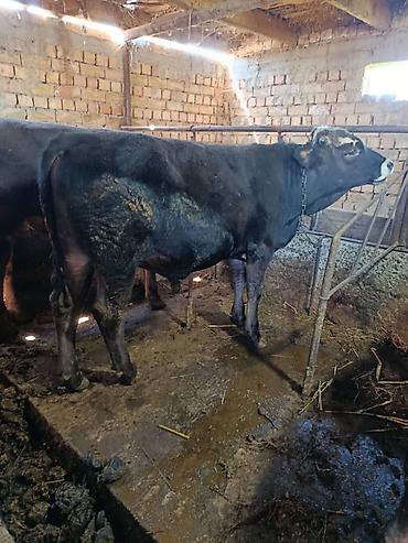Коровы, быки: Продаю | Бык (самец) | На откорм | Привязанные — 1