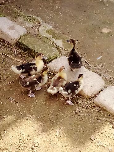 ordek balasi nece gune cixir: Lal ordek balaları bir aylıqdı. real alıcıya maşınım var çatdırılma — 1