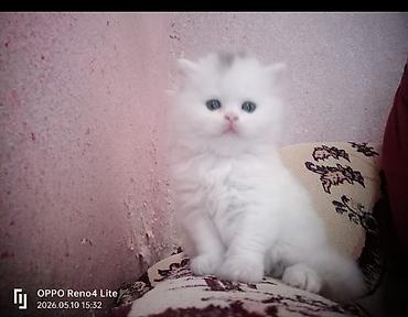 Кошки: Ağ tüklü balaca pişik balaları - Cins görünüş: uzun və çox yumşaq ağ — 4