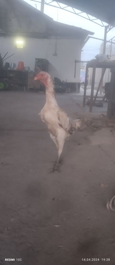 Птицы: Продаю курицу дакан порода ветнам корейка возраст 1 год 2 месяца