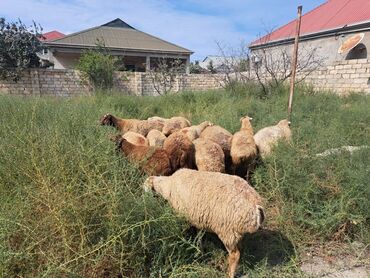 qala cinsi qoyun: Salam 8 qoyundur 6sı boğaz 2 sinin balası yanındadır Komda satılır