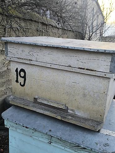 pisik ucuz: Arıçılıq üçün taxta arı yeşiyi 16 ramkalıq 29 luq dadan ramkalı. az — 2