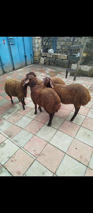 quzu sekli: 4 erkek quzu satılır, qiyməti 355 manat sağlam yeyimcil heyvanlardır — 2