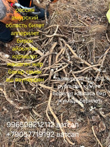 Другие специальности: Другие специальности