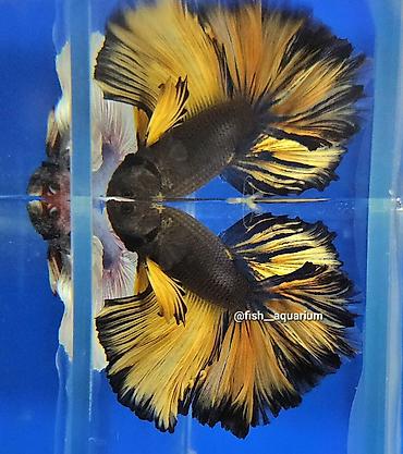 Рыбы: Уточняйте наличие. Шикарные самцы петушки! Цены разные. Рыбка — 2