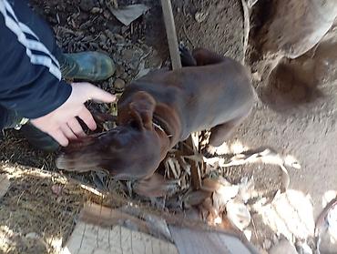 Отдам даром собаку: Собака даром: Курцхаар, 10 месяцев, Самка, С прививкой — 7