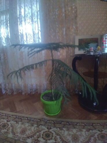 шкафы для веши: Растение в горшке с длинными, поникшими ветвями, создающими объемный