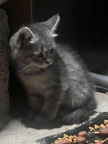 сколько стоят лысые кошки: Кошка даром: Скотиш Страйт (Шотландская прямоухая), 3 месяца, Девочка, Метис — 1