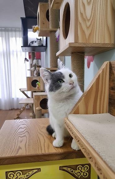 Pişiklər: Dişi, Erkək, Yaxşı əllərə — 12