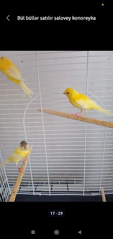 bulbul satılır: Bül büllər kanareyka solavey bul bul konareyka super oxuyan erkəy — 3