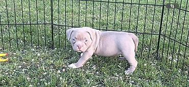 Psi: American bully pocket lilac štenci. 4 lilac zenki, 2 zute zenke — 11