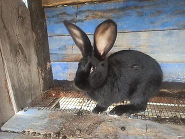 Кролики: Продаю | Кролик самец at lalafo.kg — 6 Кролики: Продаю | Кролик самец — 6