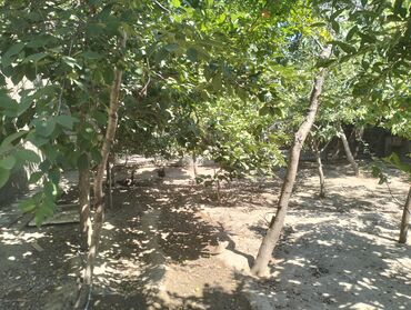 Günlük kirayə evlər: 3 kv. m, 6 otaqlı, Qaz, İnternet, Artezian quyusu -da lalafo.az — 6 Günlük kirayə evlər: 3 kv. m, 6 otaqlı, Qaz, İnternet, Artezian quyusu — 6