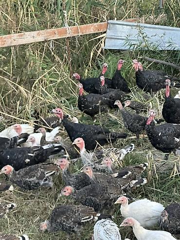 С/х животные и товары: Продаю | Индюшка (самка), Индюк (самец), Индюшата | Полукровка, Черный принц, Северокавказская | На забой, Для разведения — 10