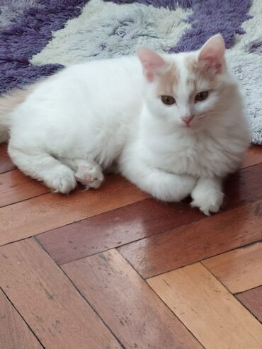 Pişiklər: Şotland yastı qulaq, Yaxşı əllərə — 3