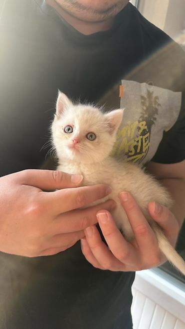 скоттиш фолд кот: Кошка даром: Скотиш Фолд (Шотландская вислоухая), 2 месяца, Мальчик — 2
