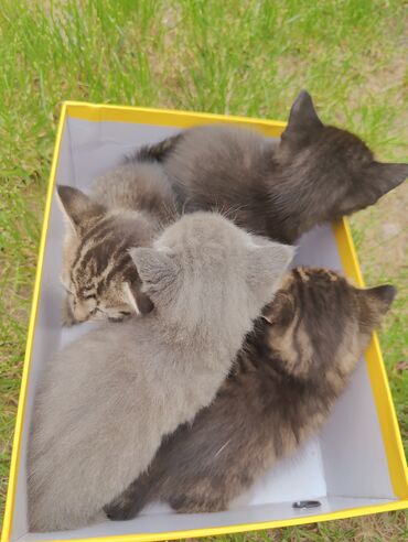 котята дворняжки: Котята 1 месяц бесплатно остался только черный котенок Район