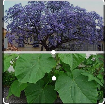 Ağaclar: Pavloniya (Adəm agaclar)satılır .her ölçüdə ağaclar var 5 manatdan 25 -da lalafo.az — 3 Ağaclar: Pavloniya (Adəm agaclar)satılır .her ölçüdə ağaclar var 5 manatdan 25 — 3