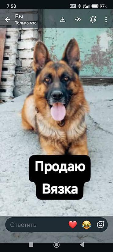 домики для собак: Немецкая овчарка, Более 5 лет, Самец — 1