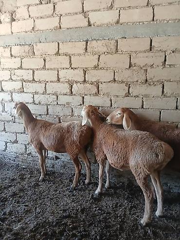 куры живые: Продаю | Ягненок | На забой — 4
