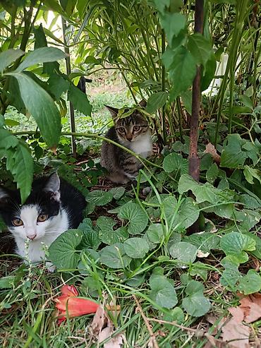 породистые котята даром: Ищем дом для двоих котят (котик и кошечка)! 🐈 Возраст — 3,5 месяца — 1