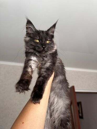 купить кота мейн кун: Мейн-кун, 2 месяца, Девочка, Черный, С прививками, Приучена к лотку, Проглистована