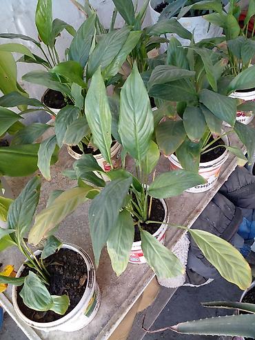 бак для: Спатифиллум (Spathiphyllum) в горшке В наличии 7 штук - Комнатное — 3