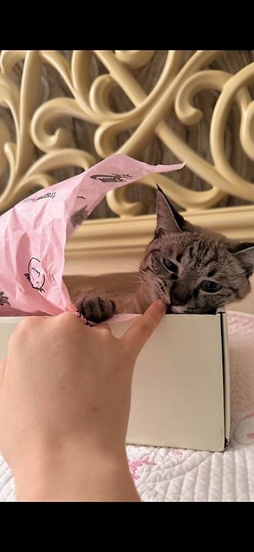 Ит бекер берем: Отдам кошечку с 4 котятами в хорошие руки🥺 — 1