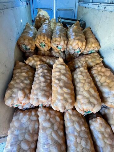 купить мешки для картофеля: Картошка Джелли, Оптом