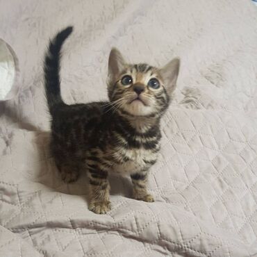 Mačke: Registrovana odgajivacnica Melodybengal cat ima macice na prodaju