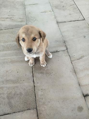 çau çau satılır: 1 ay, Dişi, Ünvandan götürmə — 1