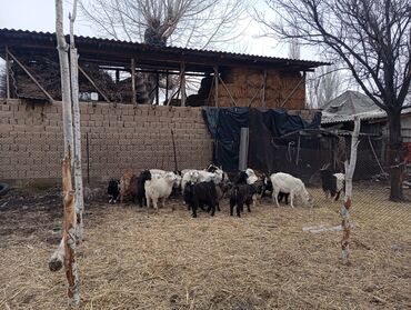 Козы, козлы: Продаю | Коза (самка) | Для разведения | Племенные — 2