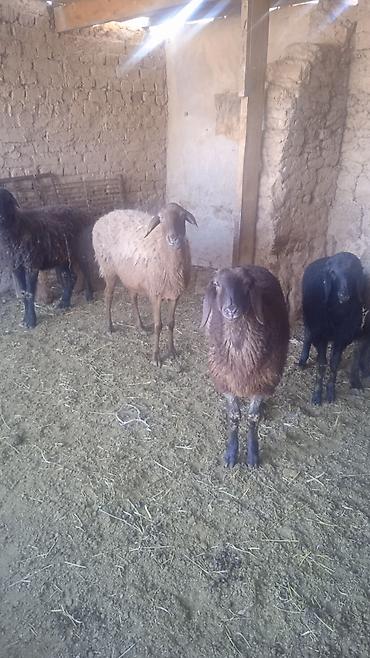 Бараны, овцы: Продаю | Овца (самка) | Для разведения | Ярка — 6