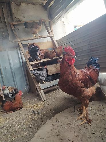 Продам с/х животных: Продаю | Цыплята | Домашняя | Для разведения — 3