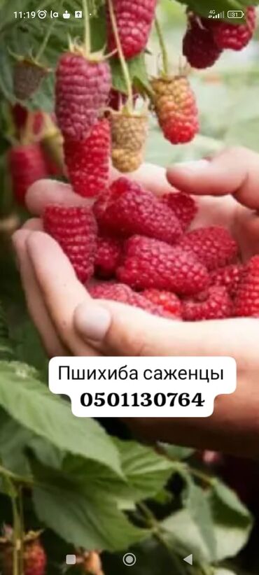 органайзер для одежды купить: Пшихиба саженцы не дорого