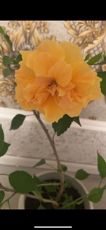 evkalipt agaci satilir: Hibiscus çiçəyi🌼
(digər rəngləri də satılır)