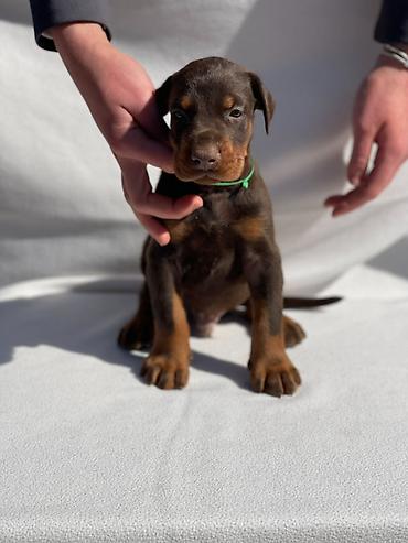 Psi: Štenci dobermana oštenjeni 13.02.2026. Očišćeni od parazita — 14