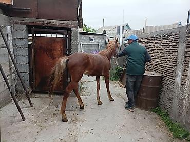 Лошади, кони: Продаю | Конь (самец) | Рабочий — 11
