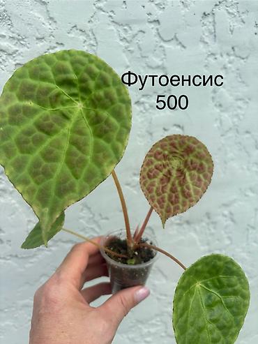 пальмы цена: Продаю бегонии. Цены 300-600 сом Район восточ.Автовокзала или в будние — 6
