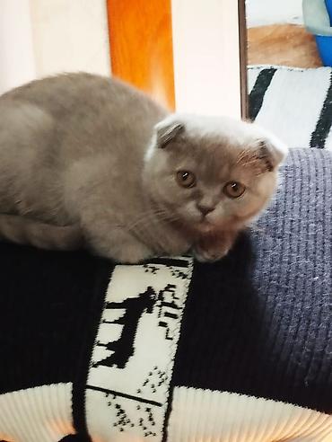 Продажа кошек: Котята шотландской породы самостоятельные,серый мальчика бежевая — 4