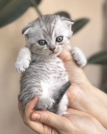 Pişiklər: Şotland — 33