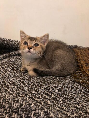 Pişiklər: Britan, Ünvandan götürmə -da lalafo.az — 6 Pişiklər: Britan, Ünvandan götürmə — 6