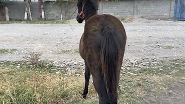Продам с/х животных: Продаю | Жеребец, Жеребенок | Для разведения — 5