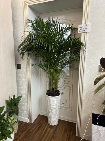 Другие комнатные растения: Комнатные цветы at lalafo.kg — 11 Другие комнатные растения: Комнатные цветы — 11