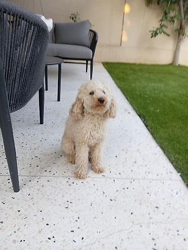 🐩 NA PRODAJU: Prelepa aprikot pudla starija od 2 godine 🐩 Sa velikim